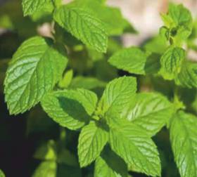 اشرب النعناع... وتمتع بفوائده